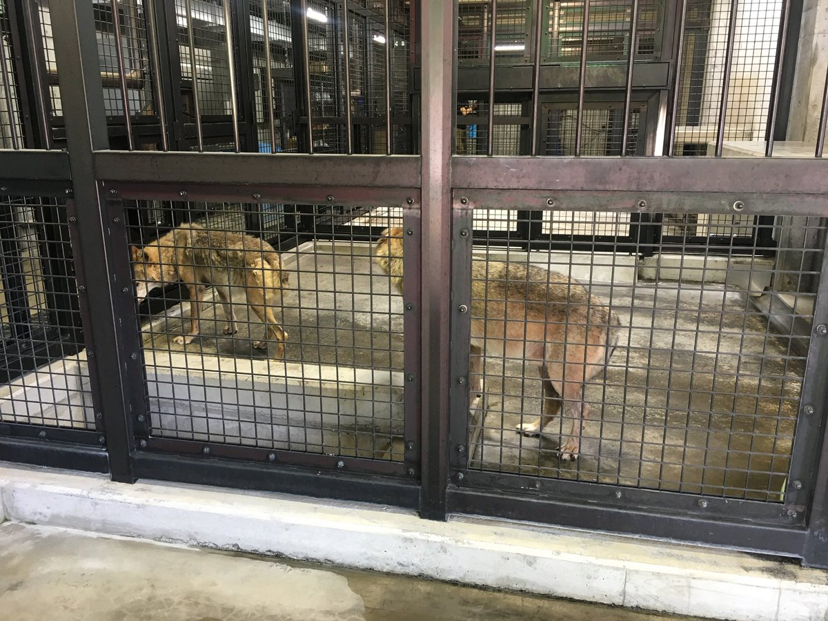 Nowloading....Rollie tweet media