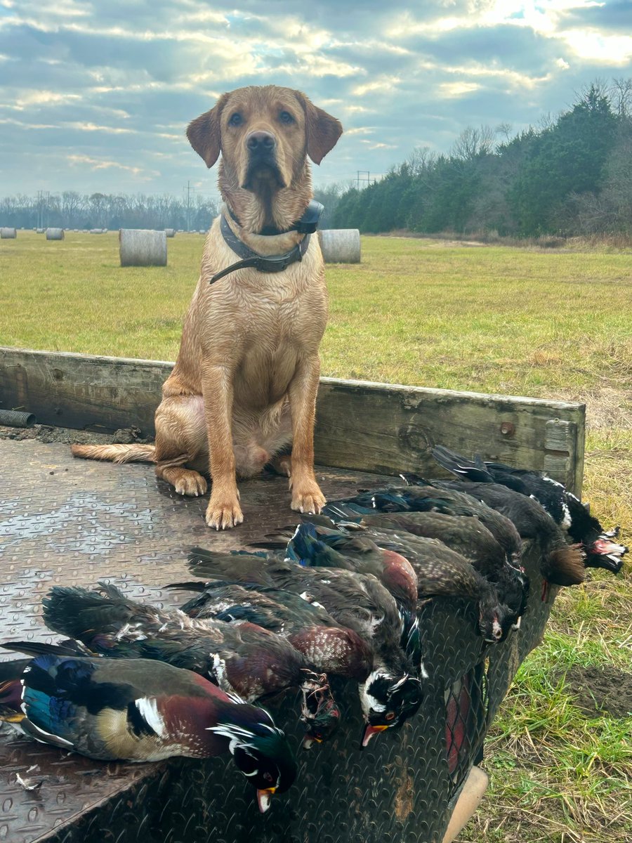 SamSamc97777's tweet image. My little brother’s dog, Mr. Fin. I believe this was his first hunt