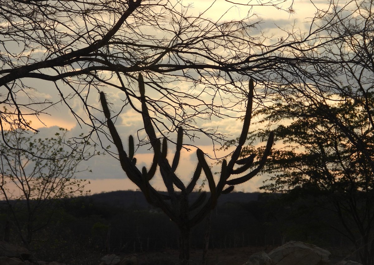 cjsbarros's tweet image. Boa noite, bom domingo, bom descanso #pordosol #Caatinga #Sumé #casa #sertaonordestino #cariri #caririparaibano #ocaso #fimdetarde #solar #luzdosol #horizonte