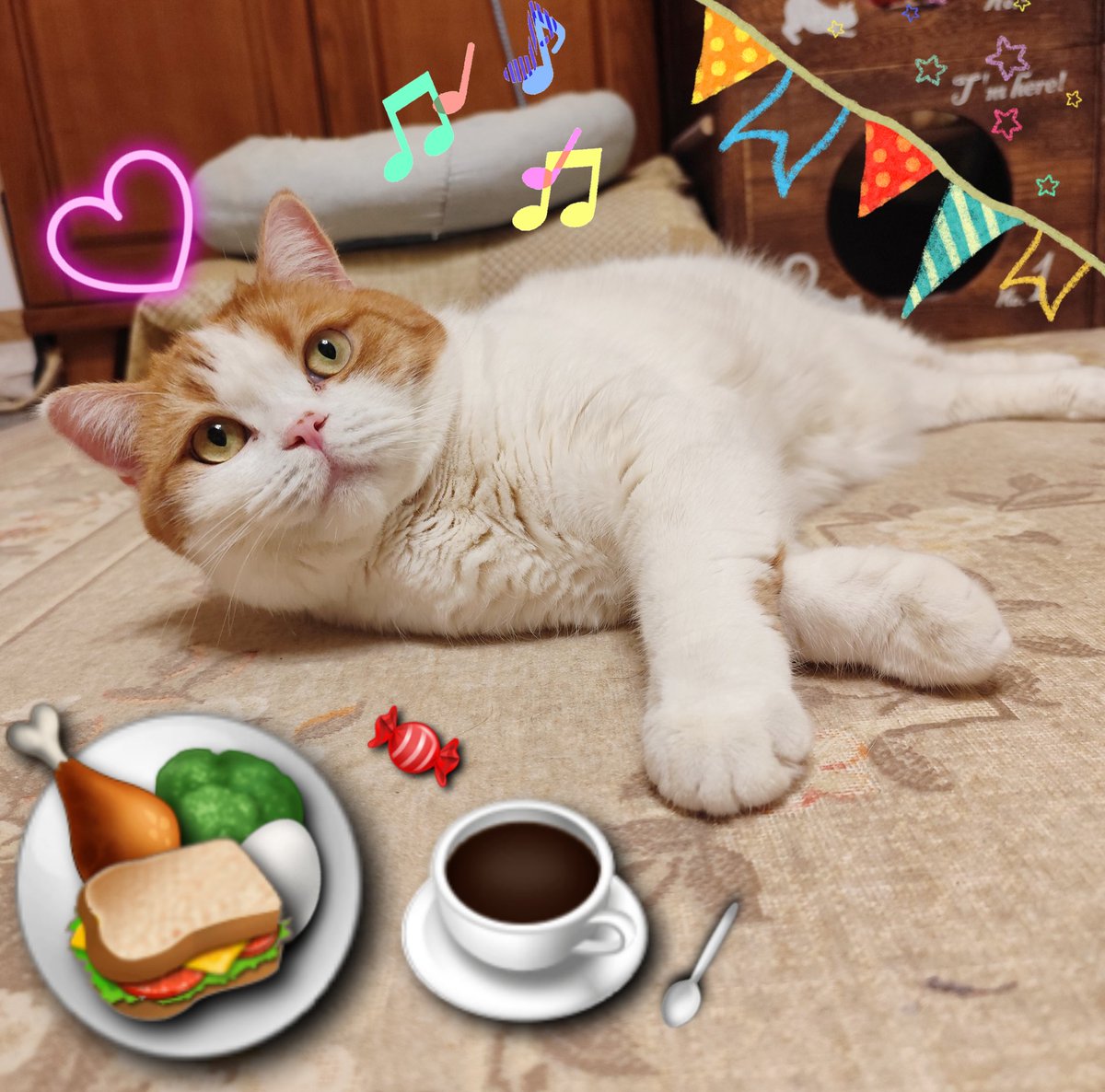 🐦 𓃠💖猫が一番大好き💖🕊🐦‍⬛ 🚭禁煙14年目𓃬☺️ (@pussycats1964s