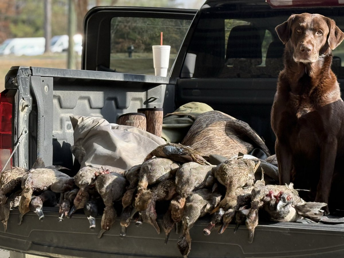 SamSamc97777's tweet image. Ole Huckleberry 
He’s been on em “like moss on a Mississippi tree stump”- Michael Scott 
#HucksDux