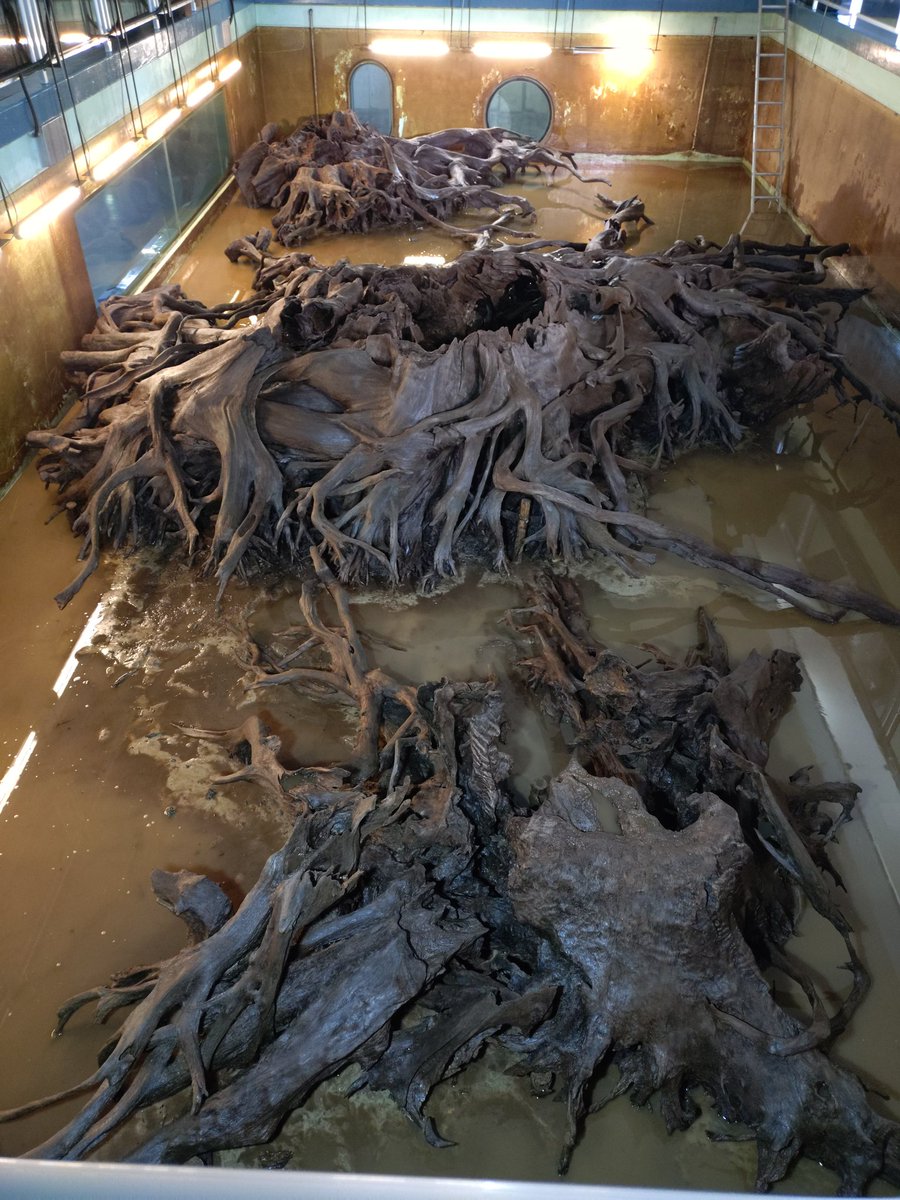 Kameria78's tweet photo. 毎年恒例の魚津埋没林博物館に行ってきました。
28日は落水清掃の日。
沢山の方人が見にきていました。
←Before
→After
清掃後は艶が出ました。
#魚津埋没林博物館
#ねっこらんど https://t.co/j74A7fy2Gp