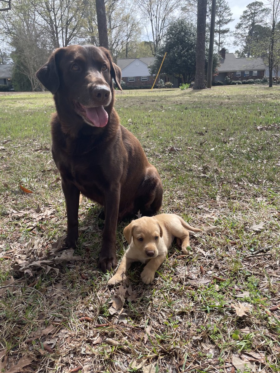 SamSamc97777's tweet image. Huckleberry and his son Finn #HucksDux