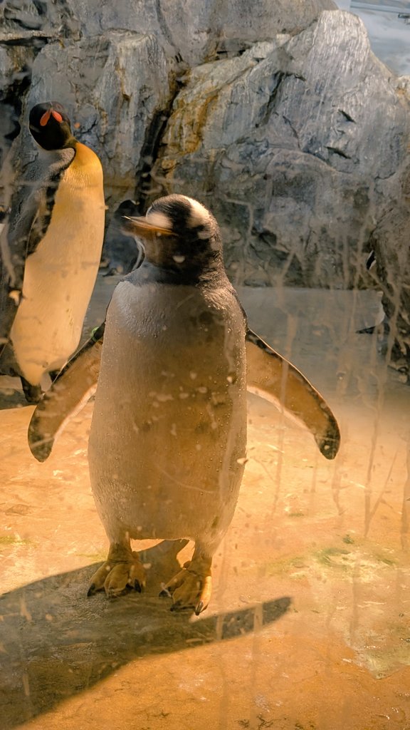 ドヤキングとジェンツー🐧 #のんほいパーク