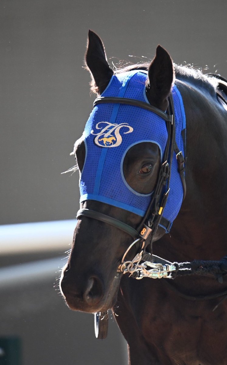 スペシャルウィーク血族馬 阪神7R 3歳以上1勝クラス ⑧クリオシダード