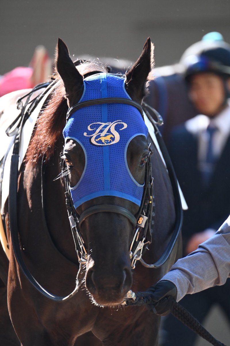スペシャルウィーク血族馬 阪神7R 3歳以上1勝クラス ⑧クリオシダード