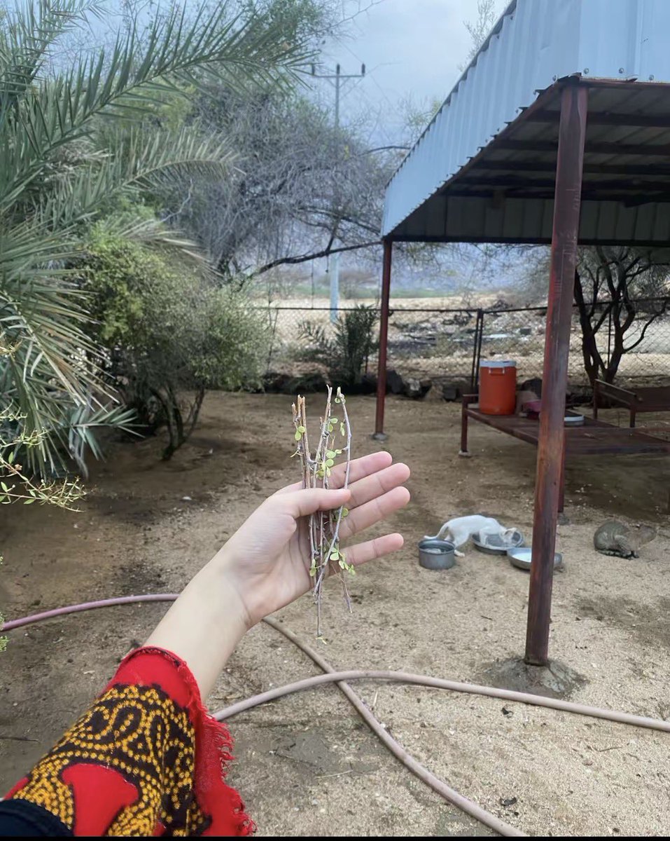 ᵞ ᴬ ᴴ ᴵ ᴬ✪ tweet media