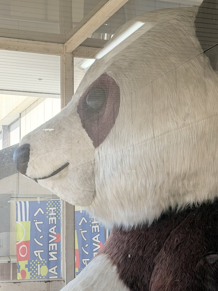 いつものパンダ🐼 (今日は行かないよ？