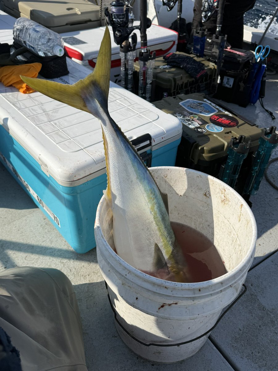 stringfishing's tweet image. 釣り納め！