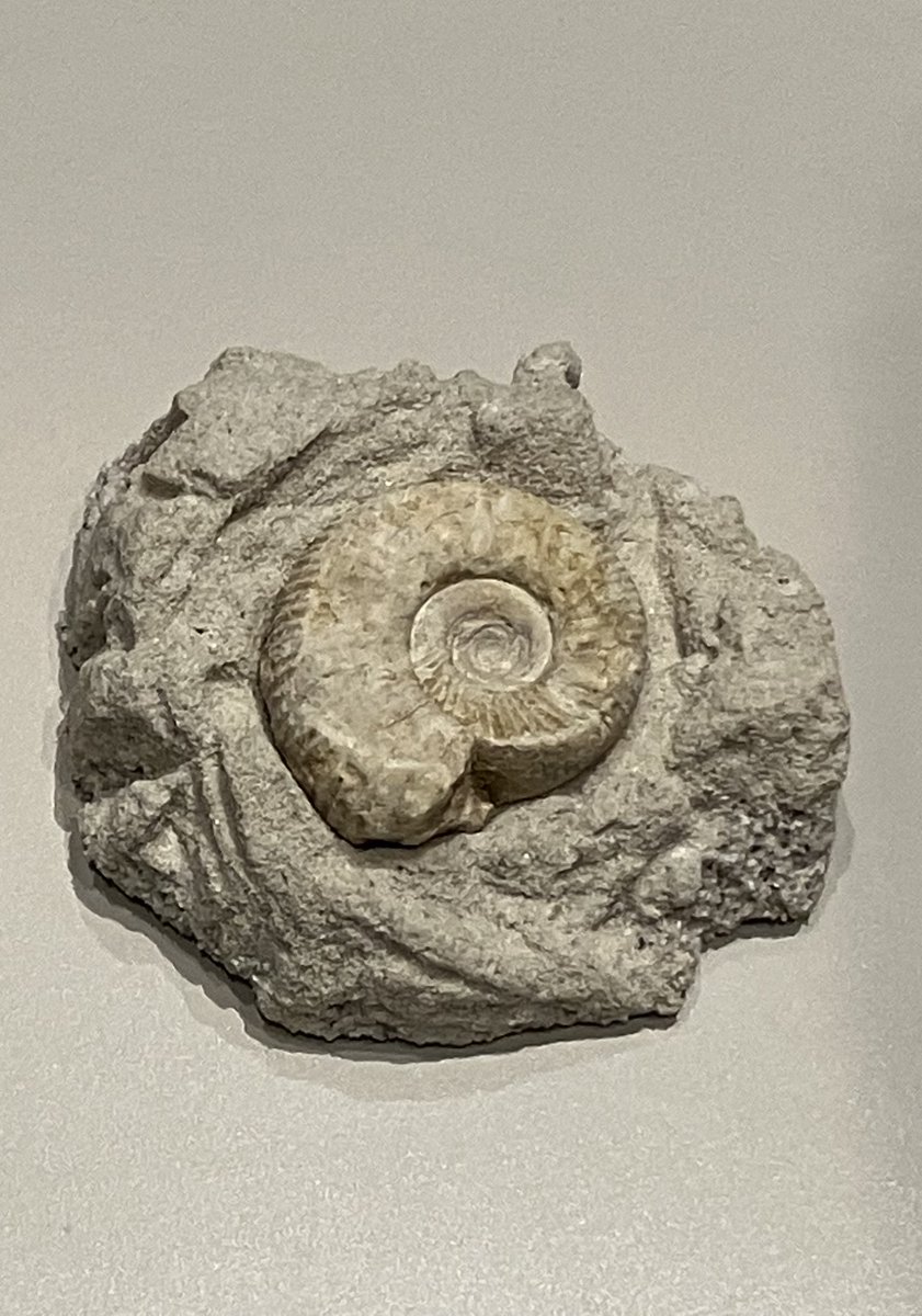 12/27(土)に「化石のクリーニングを体験してみよう！」を初実施しま