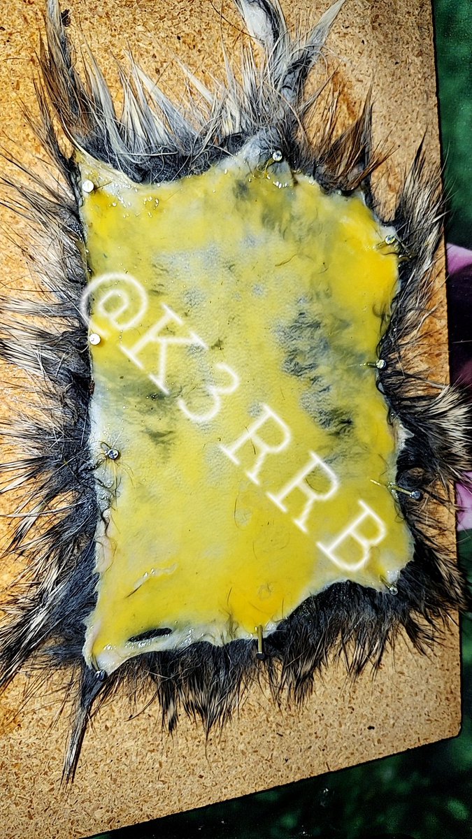 K3RRB_Official's tweet photo. The rabbit hide is much different to work with compared to a deer hide since im keeping the fur on the hide. It will sit on this board overnight with the egg yolk on it covered with a damp rag. 

#k3rrb #dadlife #hidetanning #cottontail #DIYProjects https://t.co/fehN8Bm3l2