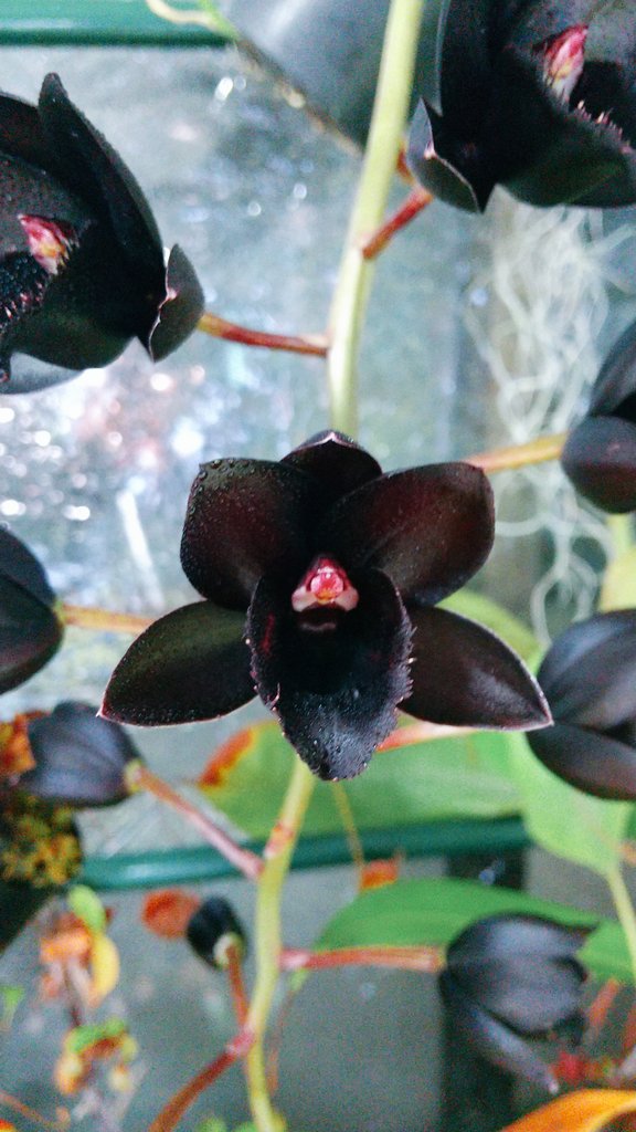 KT60005663's tweet photo. ブラックパール
お迎えから苦節4、5年ようやく開花
やっと私が育てていたのが、小さなタケノコでなく蘭だったことに確信が持てました https://t.co/5ttunGAp1l