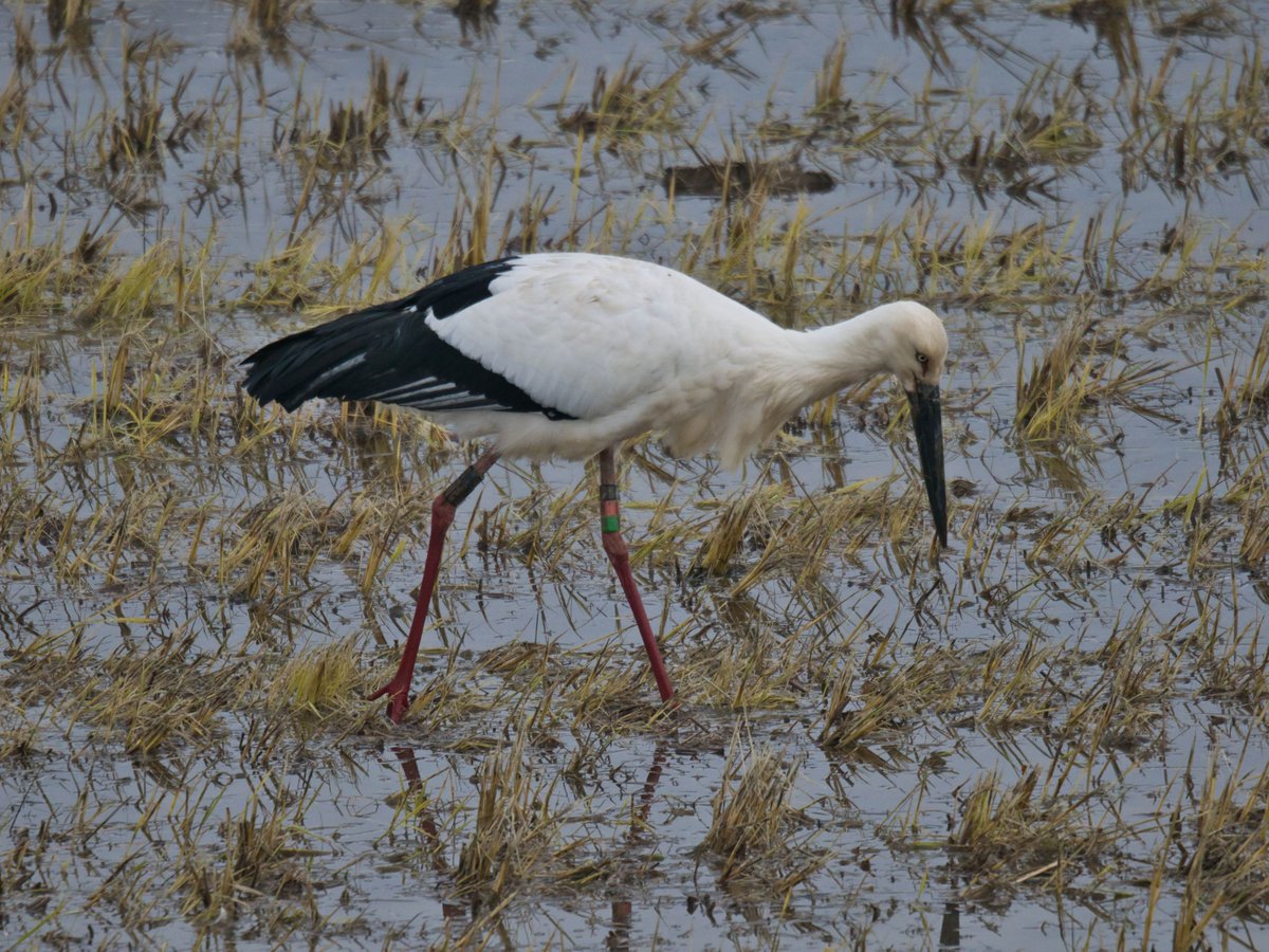 撮影日：2025年12月28日 07:59～08:02 今朝のコウノトリ 1時間程前に