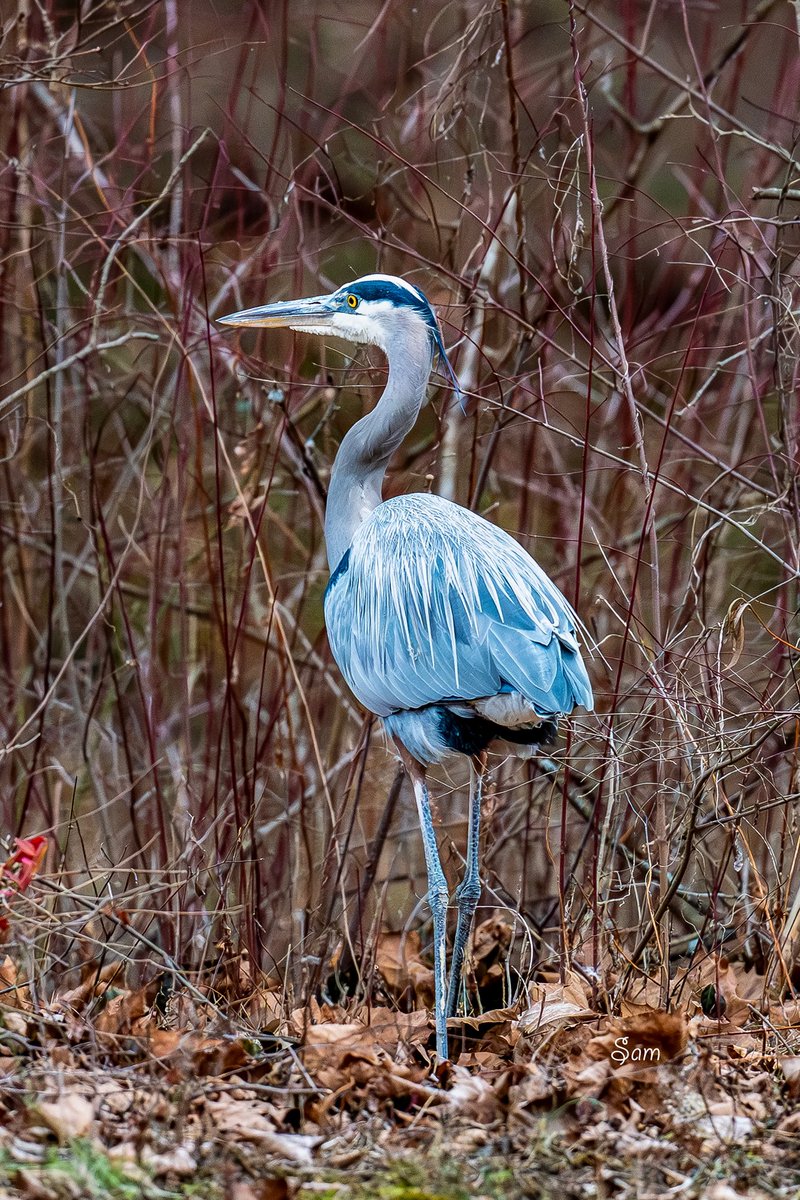 Caught this one on a regular walk. No drama, just a heron being a heron