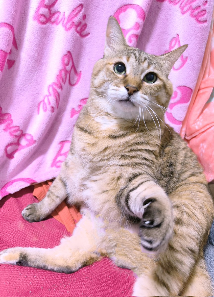 2281. にゃあゴ❤(ӦｖӦ。)３月８、９日発送✖ページ 握手するか✌️😸