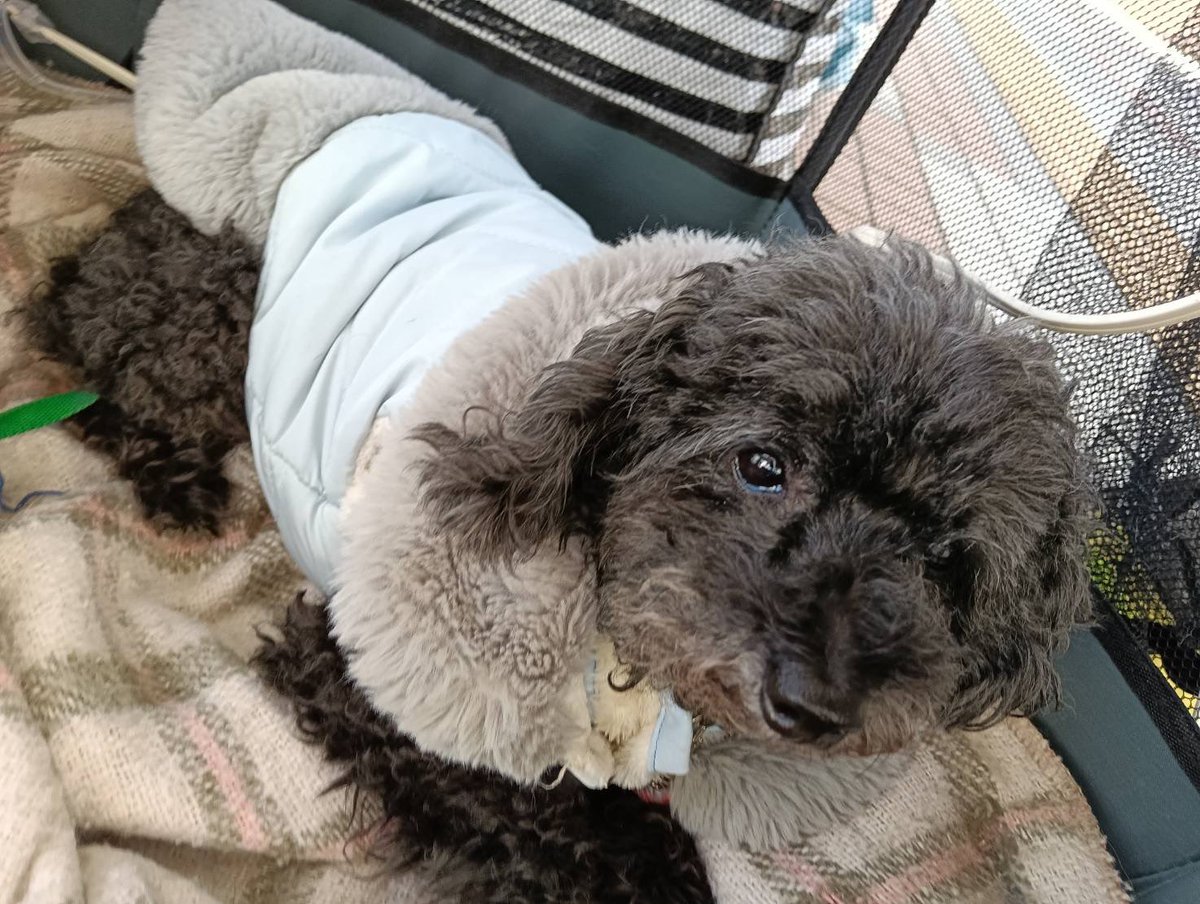 今日の参加メンバーです。 ・柴犬のルイ 11歳 ♂ ・柴犬系MIXの