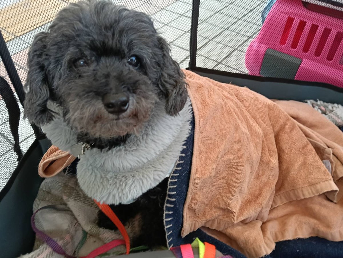 今日の参加メンバーです。 ・柴犬のルイ 11歳 ♂ ・柴犬系MIXの