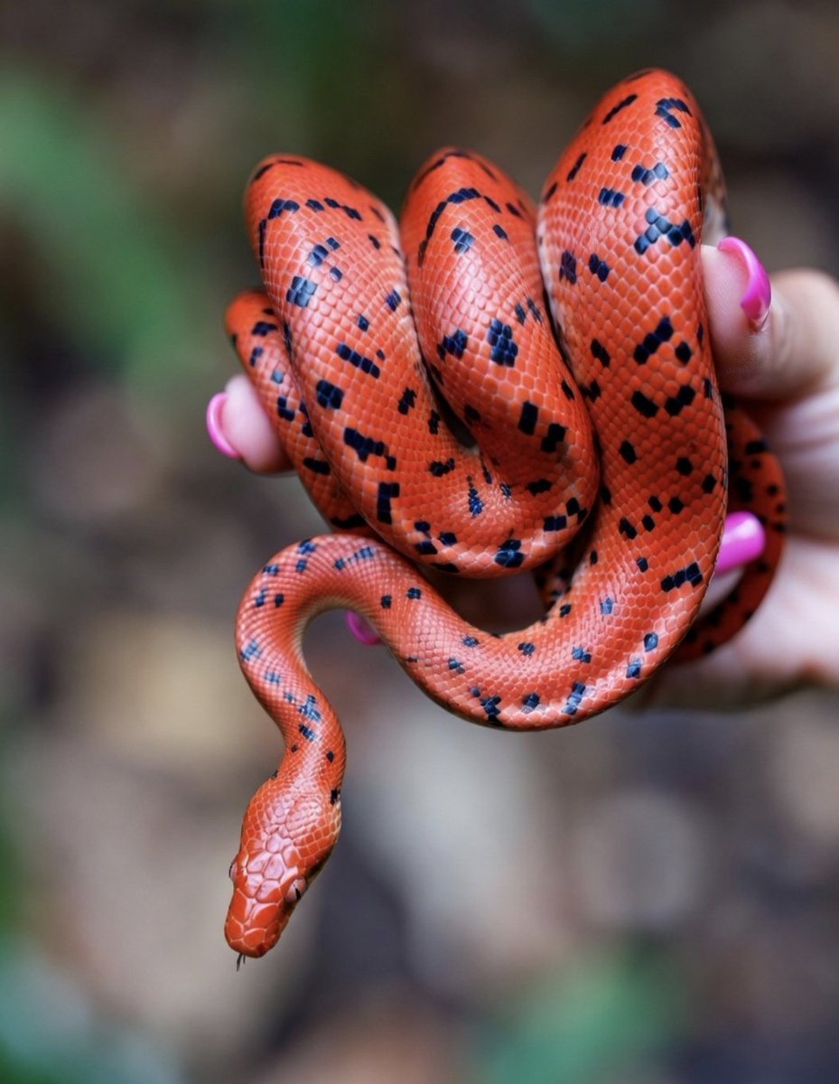 a_sama6's tweet image. سلامی به زیبایی نازلی😍
تنهاهمدم من🥰