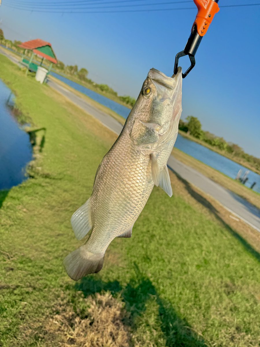 ⭐️かっきー⭐️ COCK'S ZX6R (03-04) スタントケージ｜AxxL