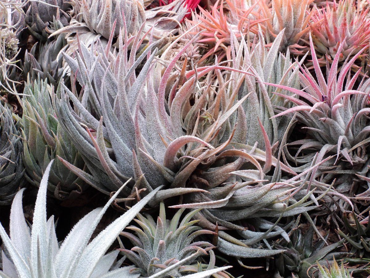Tillandsia heubergeri 2003 今シーズンは左と下が咲くらしい