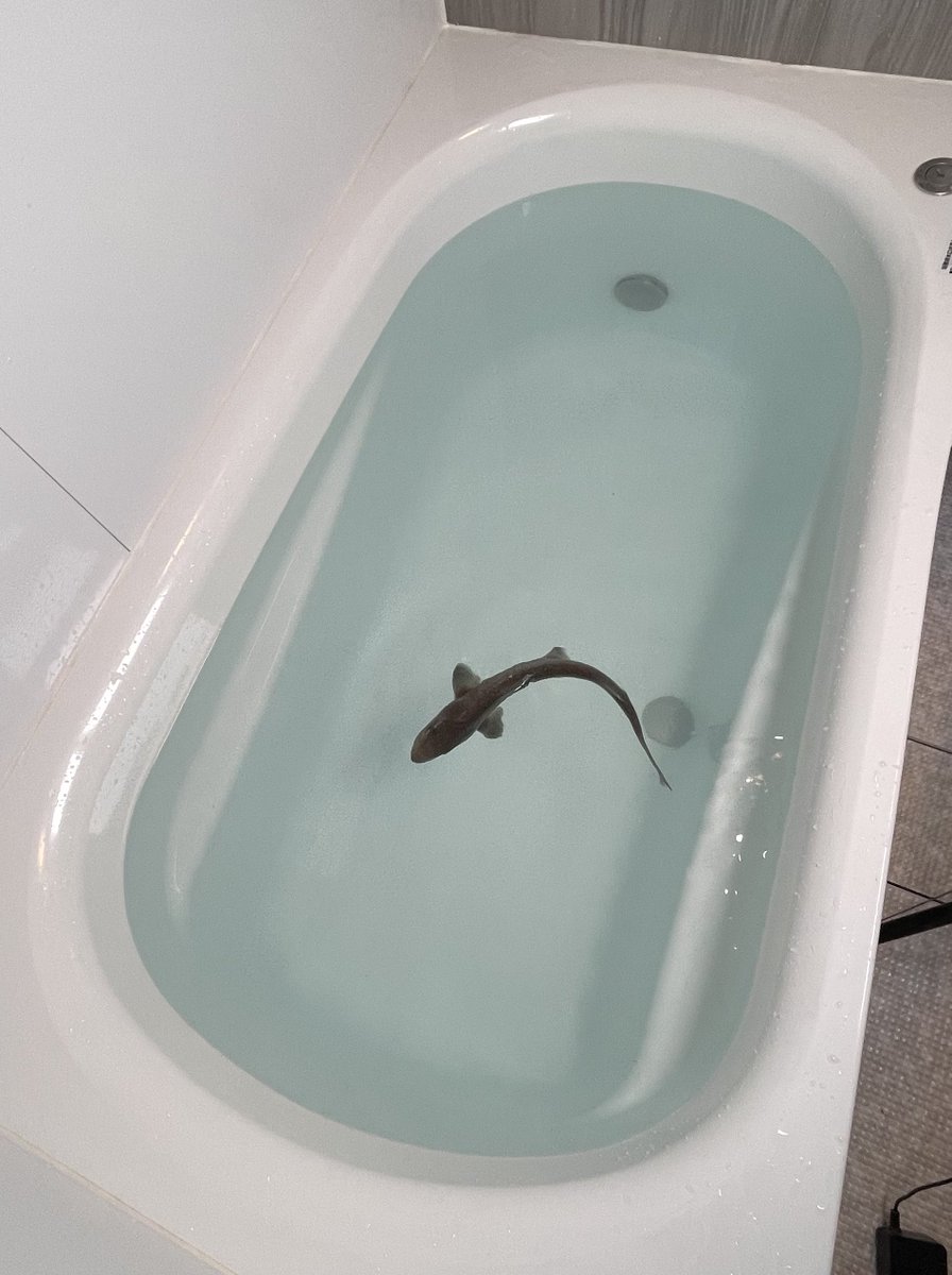 おーちゃん (@Ohchan_sub) / Posts / X