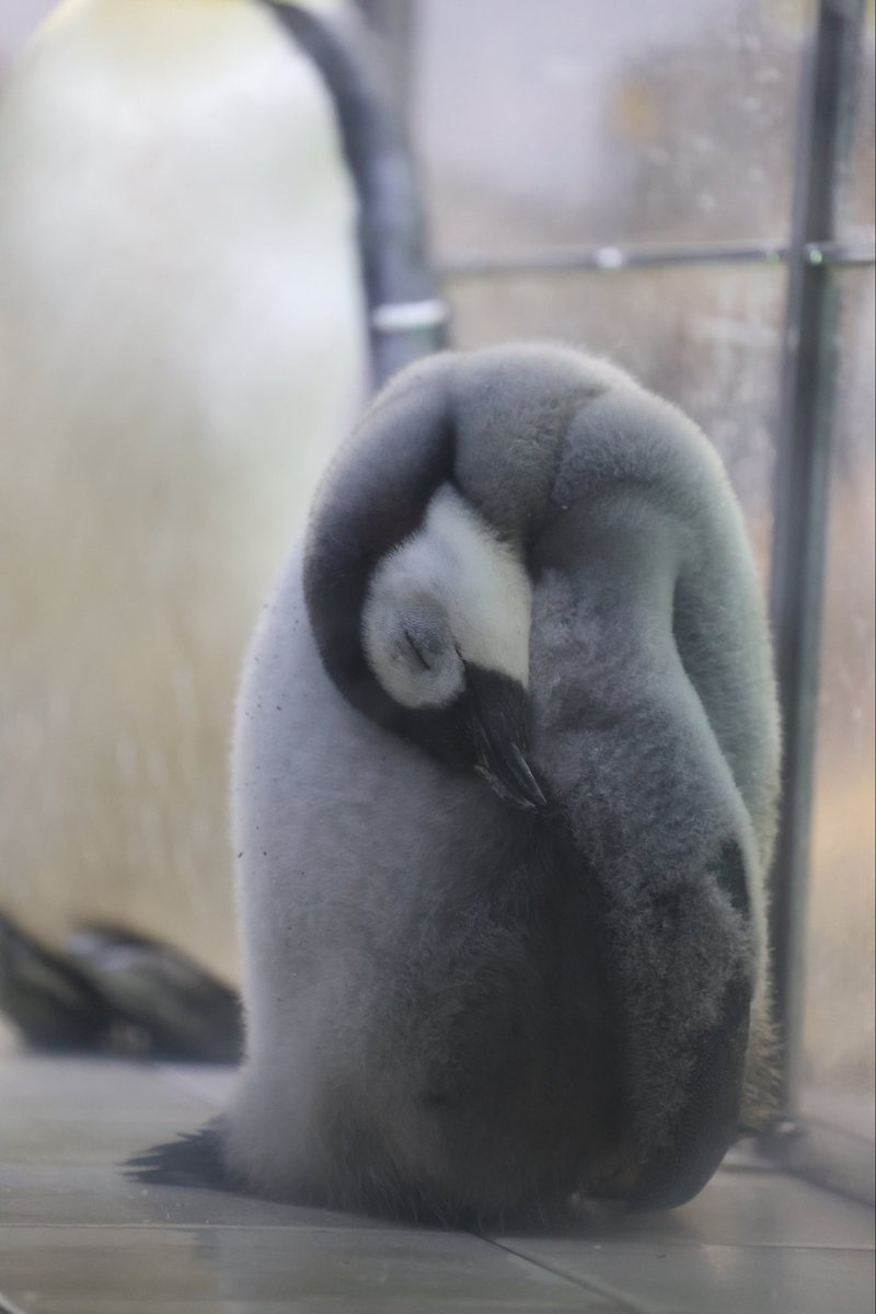 南極のペンギンもさむいから動きたくないのかもしれない #エンペラー