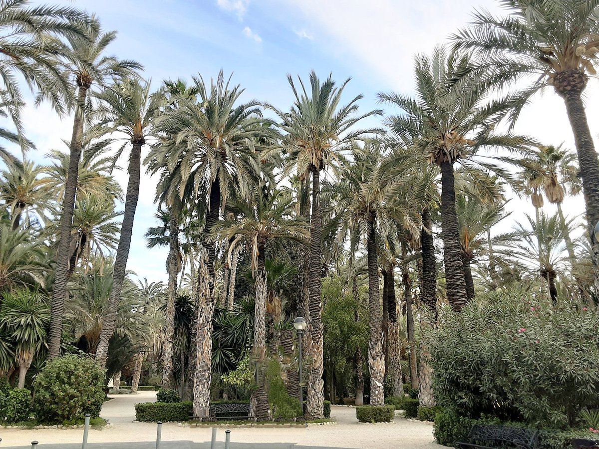 Llevamealicante's tweet photo. Entre sus palmeras, el tiempo susurra. Un oasis ancestral tejido a mano, legado de sombra, vida y paz eterna en Elche.💚🌴✨
#llevameaalicante #elche #elx @c_valenciana @visitelche @costablancaorg @spain #palmeral #palmtrees #spain #patrimonio https://t.co/T8S3th4Mcw