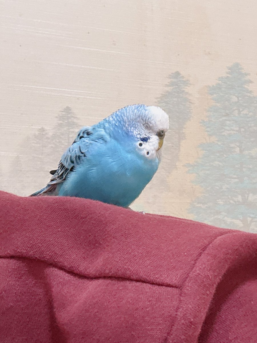 くぅ〜チャン 🦜くうちゃん🦜 (@kuu_channel222) / Posts / X