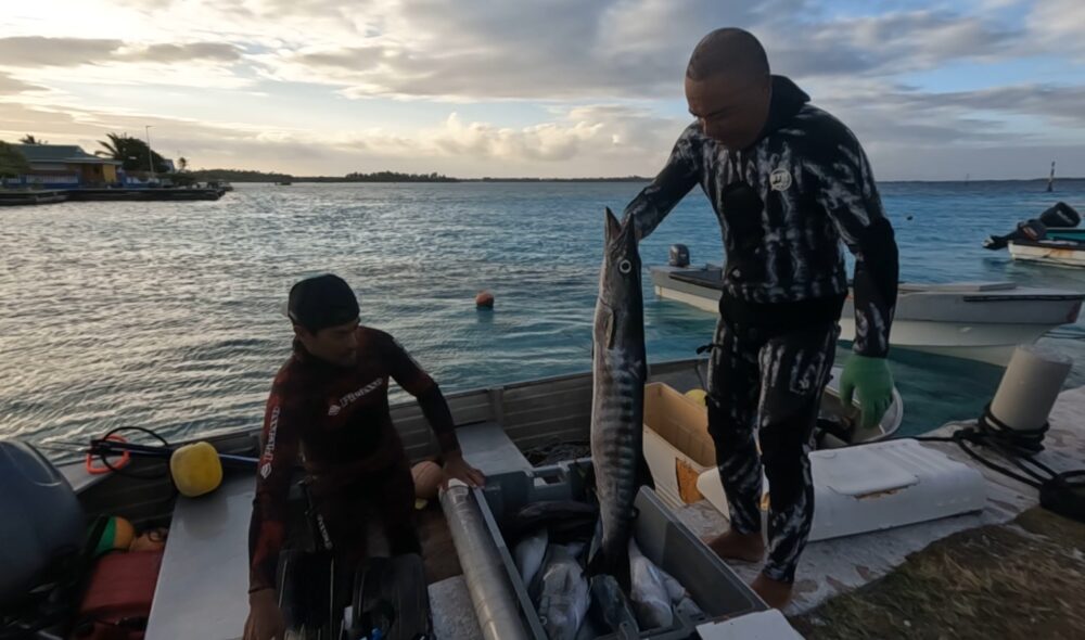 outremers360's tweet photo. #Polynésie : A #Manihi, le #Rahui a redonné vie au lagon
➡️https://t.co/rtQSyPvtgr
➡️ À Manihi, le Rahui, cette pratique ancestrale de préservation des ressources, a porté ses fruits. Instauré il y a 8 ans, il a transformé le visage du lagon. « Les poissons sont revenus. On voit des grosses pièces sur le récif et dans la passe”, constate avec plaisir un pêcheur de l’atoll.