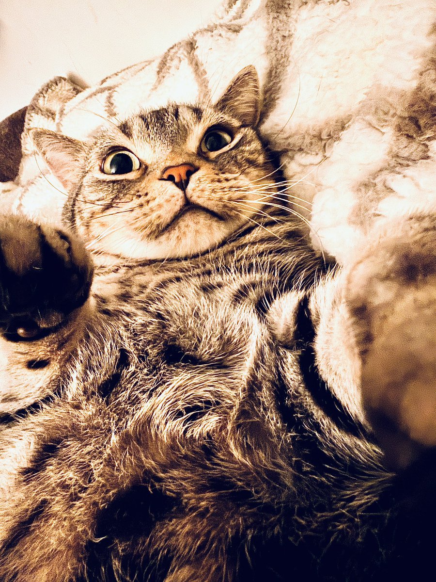 げんぴょん (@_Genzin) / Posts / X