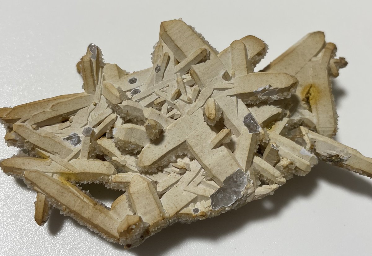 stellar_chaton's tweet image. 日本式双晶蟹もしくは、カラッと揚げられたフライ