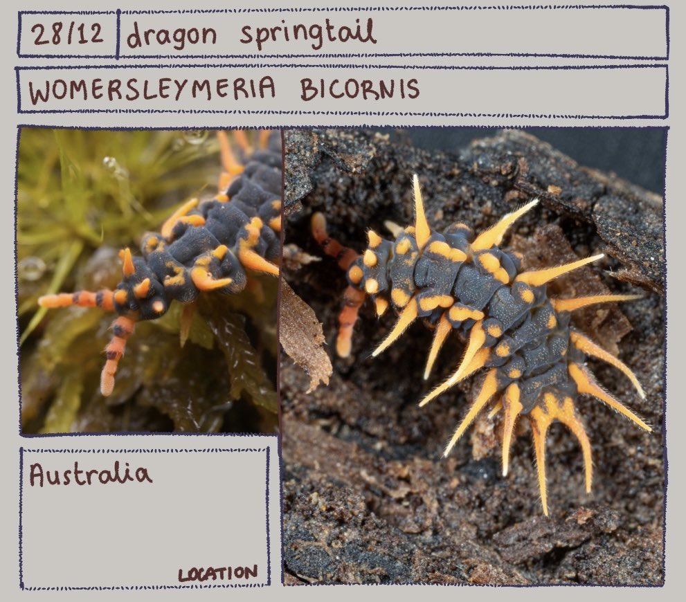 Bug of the day
Womersleymeria bicornis