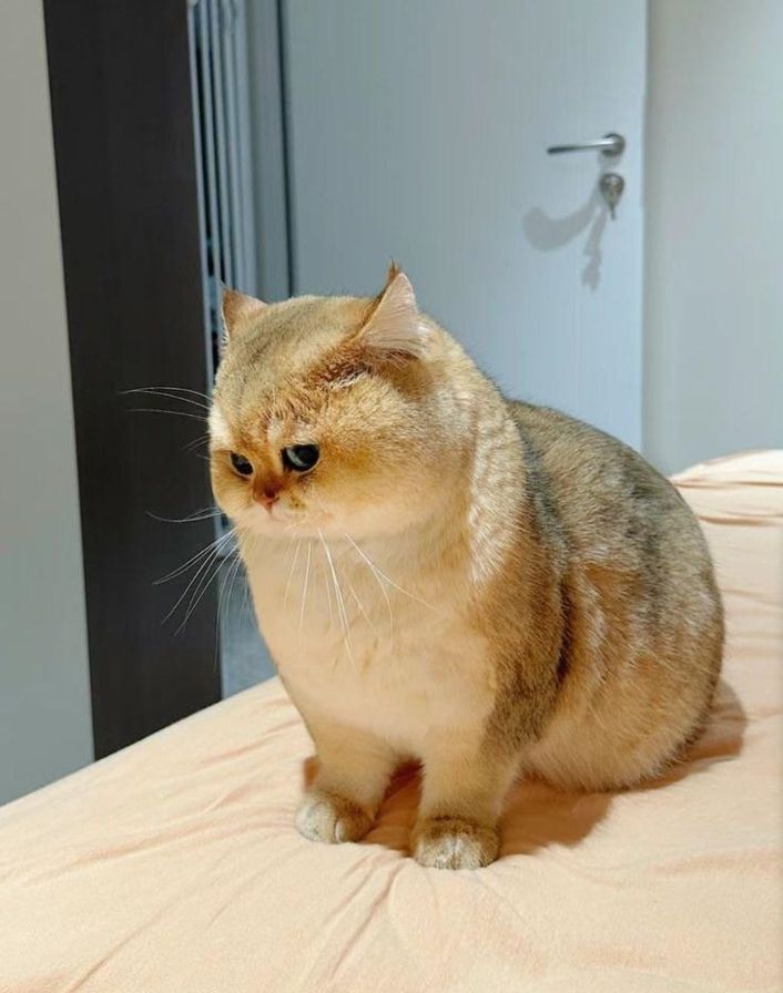 cutest cats tweet media