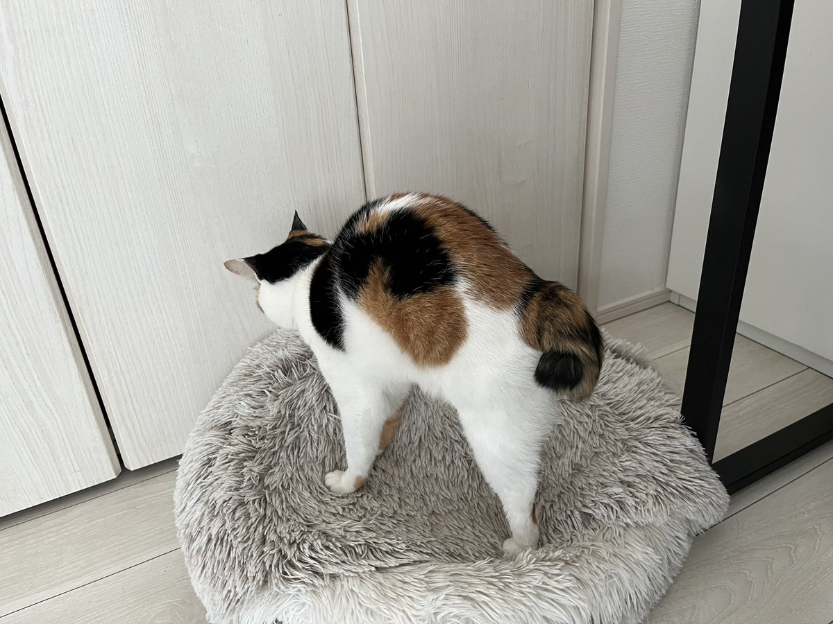 週休8日の猫吸い (@8VA64ArRkX7nOHE) / Posts / X