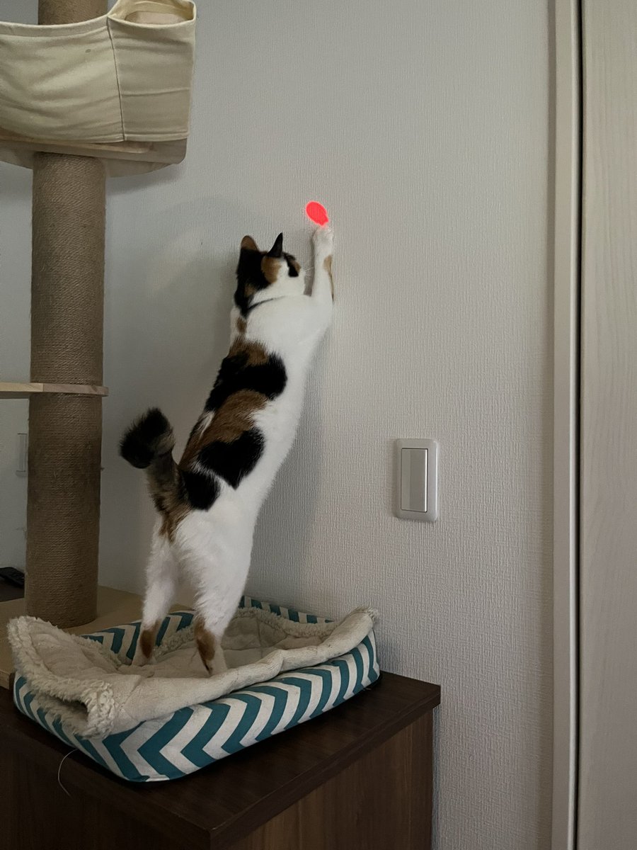 週休8日の猫吸い (@8VA64ArRkX7nOHE) / Posts / X