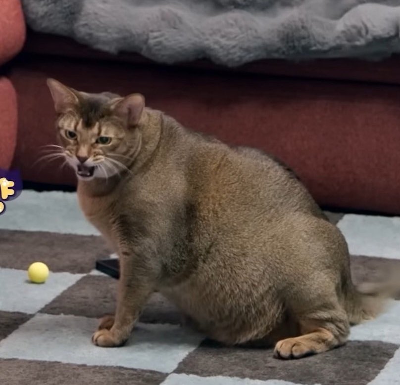 “ป๊า!!!!!! ป๊าจะกลัวอะไร!! ป๊าคือไป๋หู่ เทพเจ้าเสือขาว!!! อั๊วเป็นอะบิสซีเนียน!!! ภูเขาแถบนี้เราเป็นราชา!!!!!!!!”