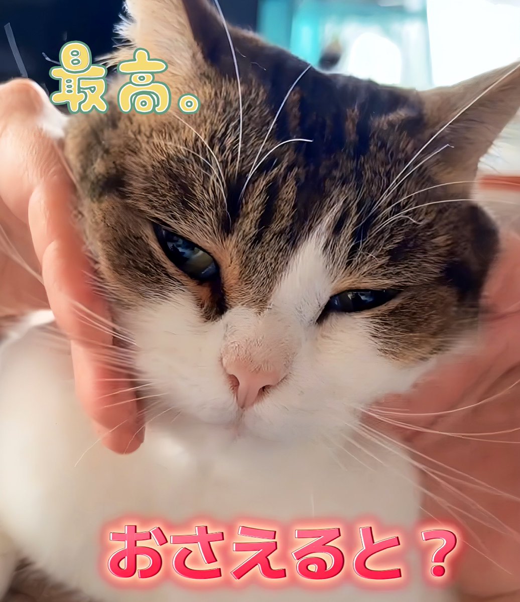 ニコちゃんとこたろう先生とトロとわさび姐さん (@nikoandkotatoro