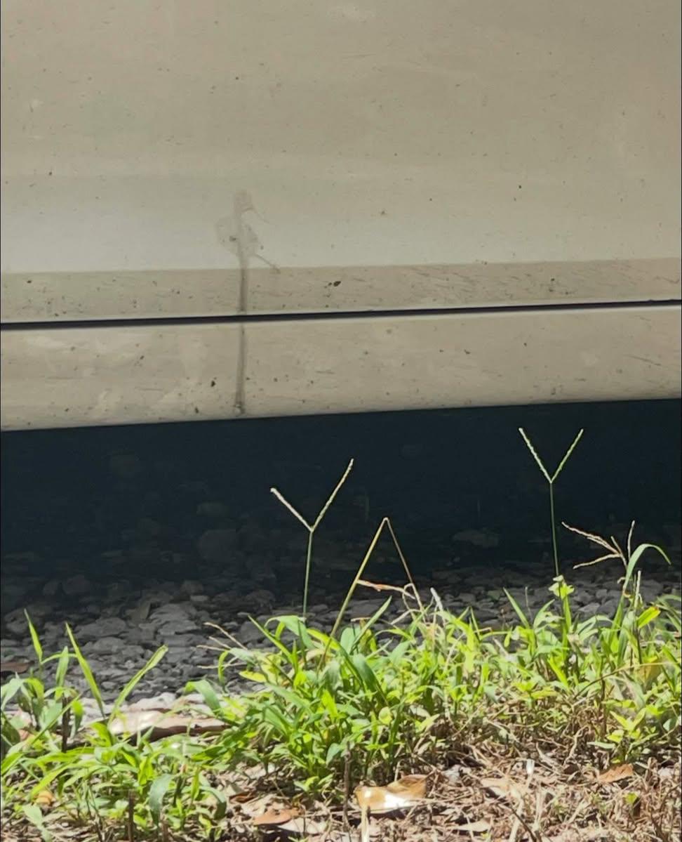 itsme_urstruly's tweet image. 'Ya’ll, I think this grass is excited to see me?'