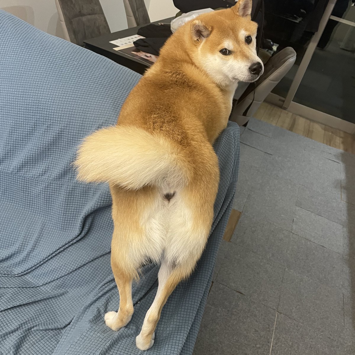 柴犬が好き RT @paranoia1269261: #柴犬が好きすぎるで使っていいよ 八郎は美脚で