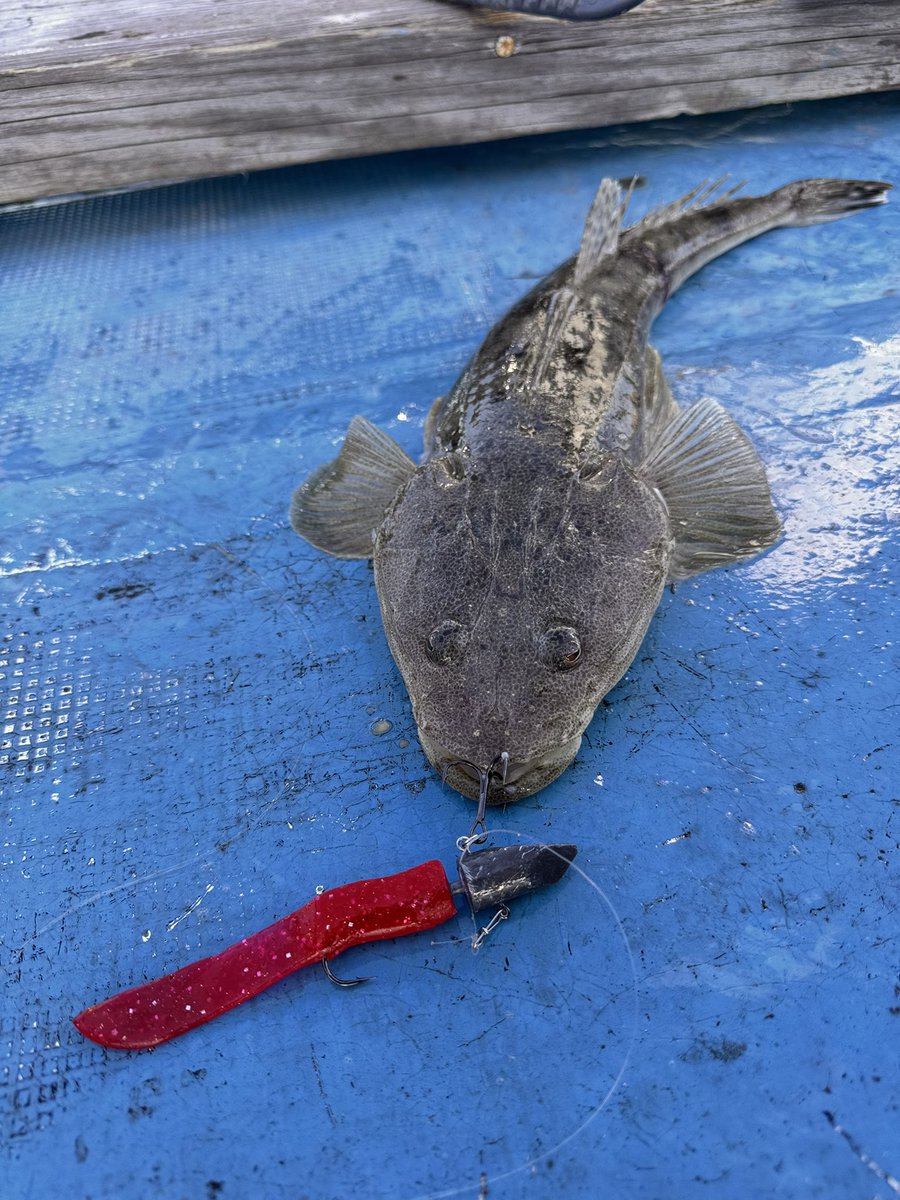 hXbpPWPoXvBTRBt's tweet image. 他のワインド用ワームでやってたら疲れるけど
ホントこのワーム疲れないし巻きでも釣れるから
🙌🙌
ただその辺で売ってないからコソコソ使わないと😭
今日もコチの顔見れました🫣
#deepbite