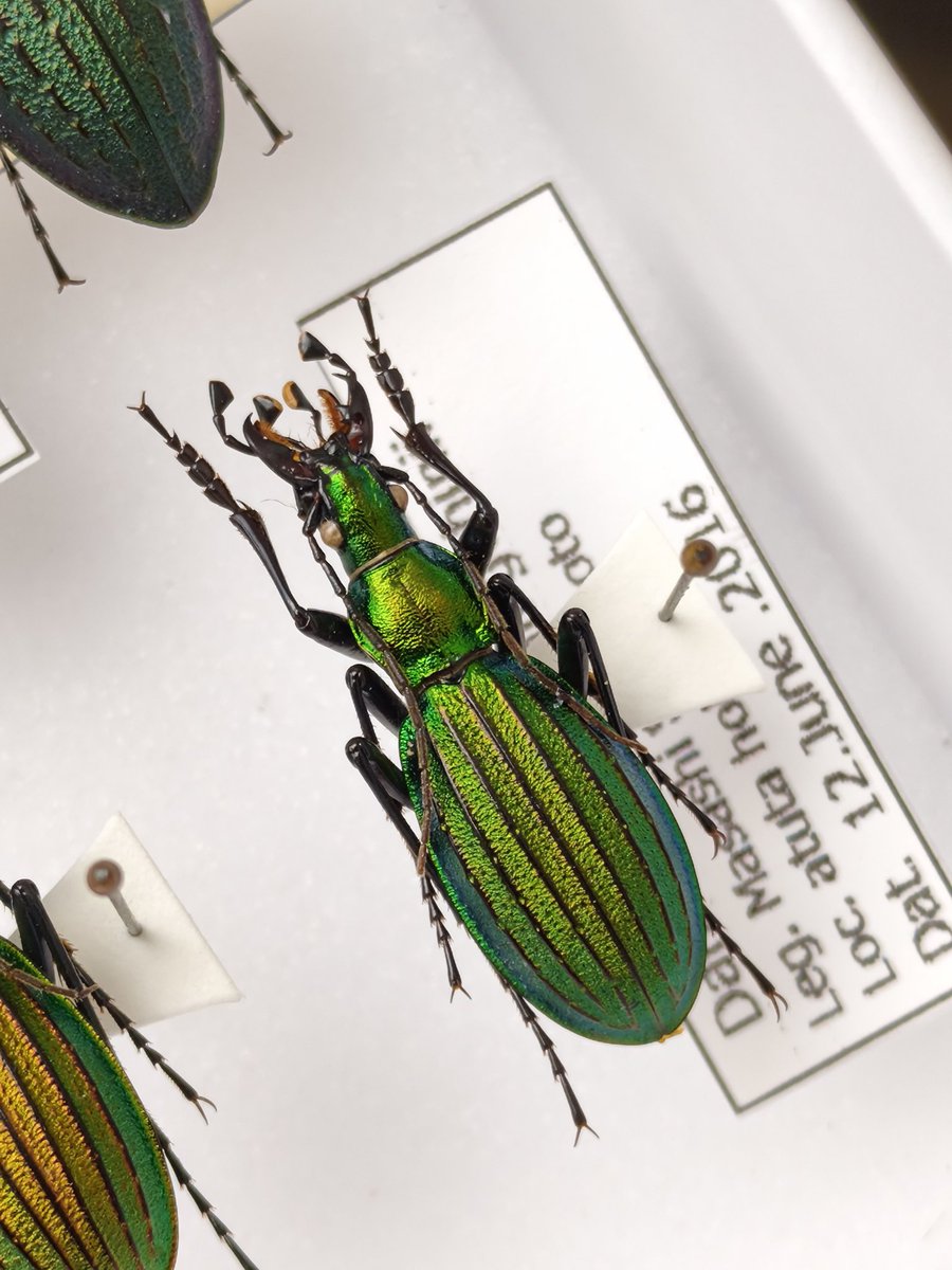 Chalco (@Chalco212) / Posts / X