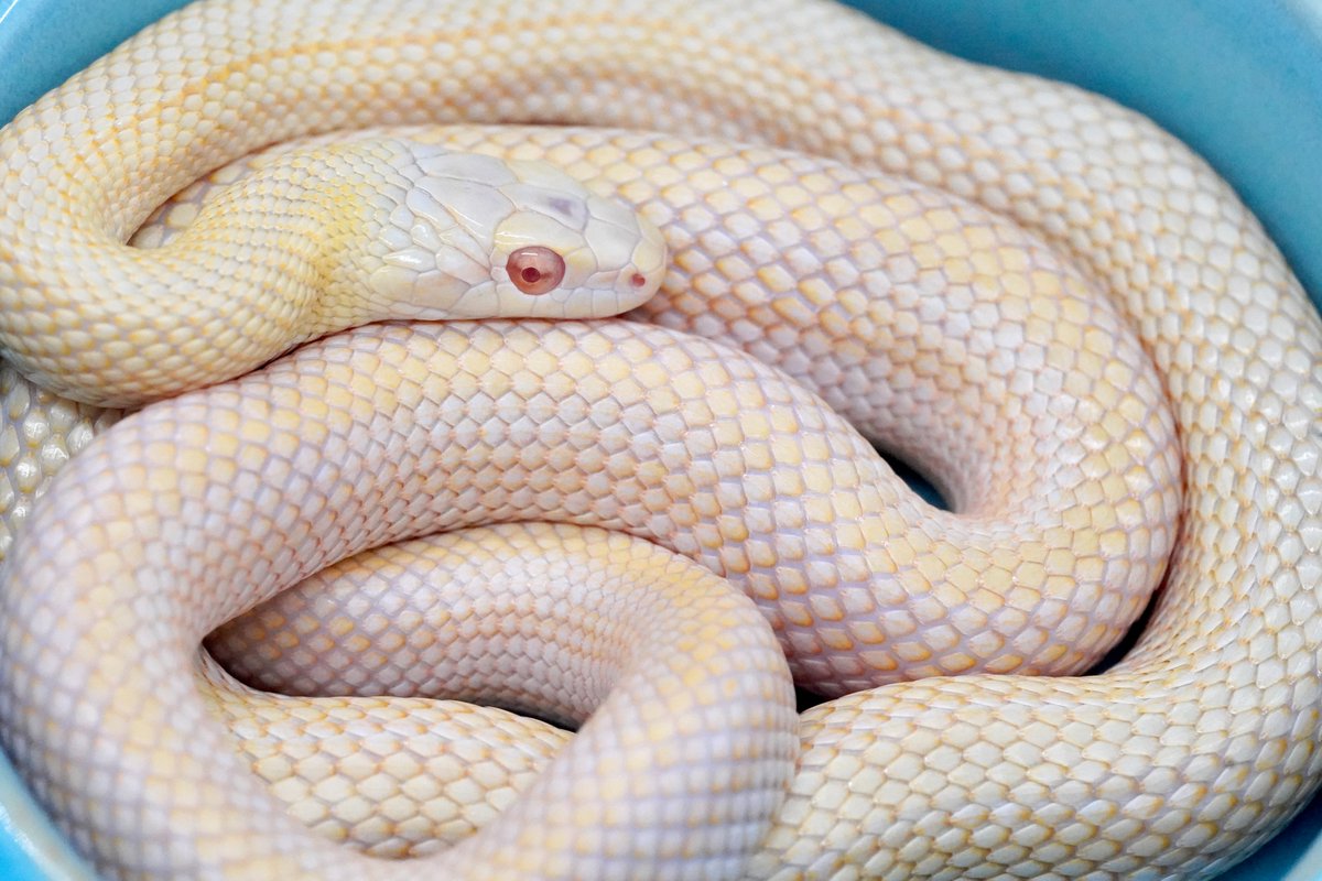 2026年 元日〜 数量限定 販売！🐍/ -白蛇抜け殻入り友禅和紙御守り