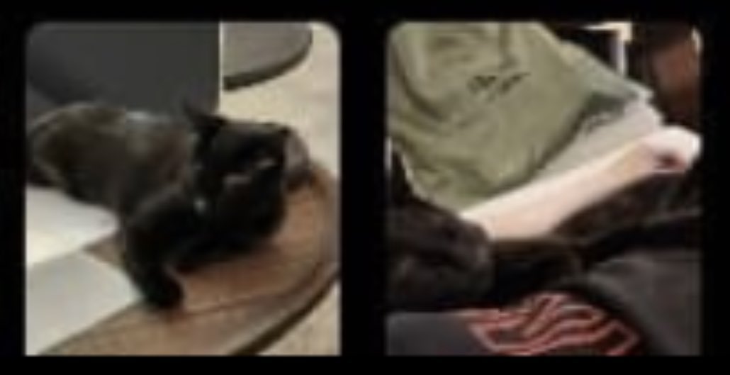 btschartbully's tweet image. 3 years ago, we all found out yoongi has a black cat through a screenshot of his gallery and today yoongi is cutely showing tang off and cuddling with him on live 😭
