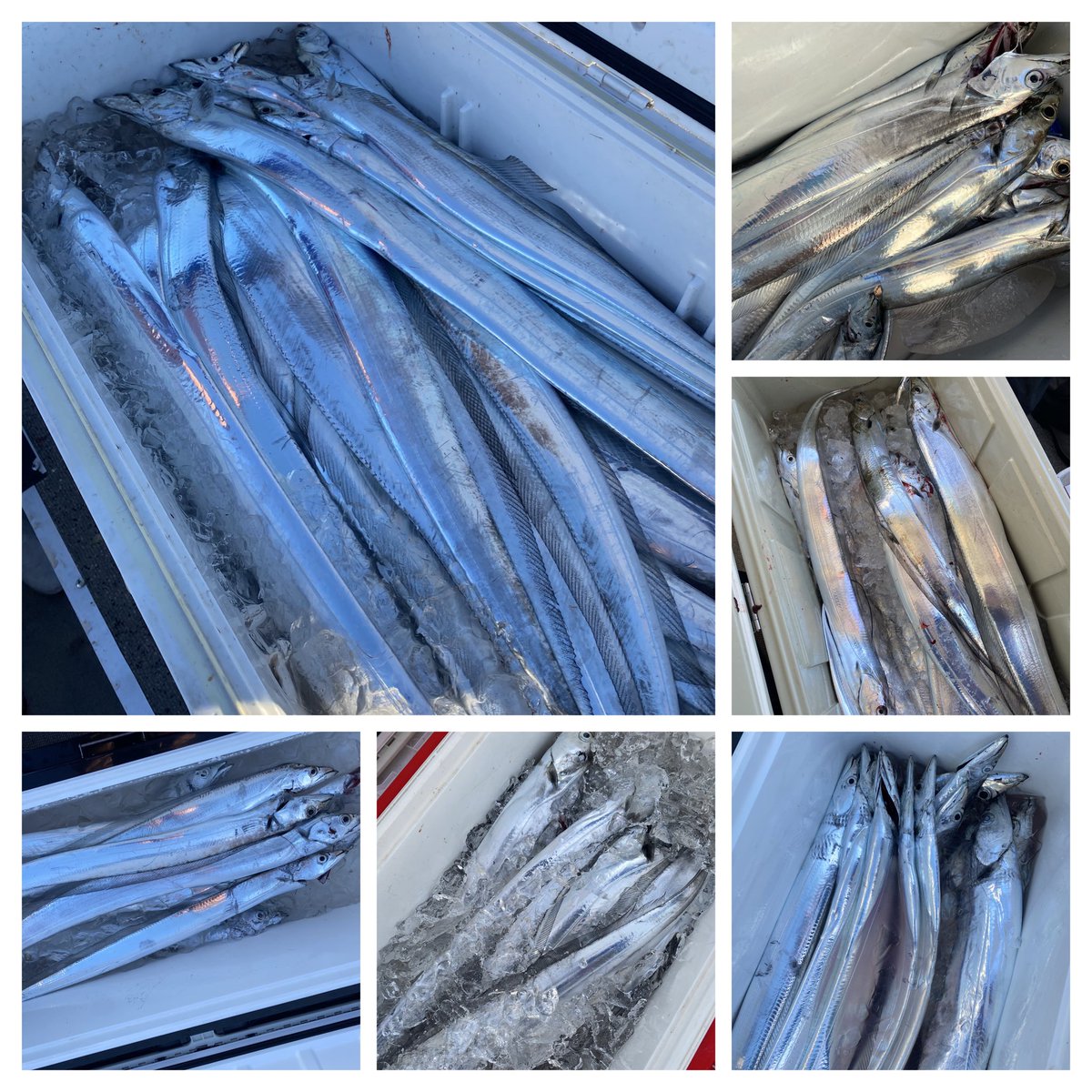 遠州灘 太刀魚絶好調‼️ 今日は細め祭りでした。が、攻め方を変えればいつもの太いヤツが取れました*.(๓´͈ ˘ `͈๓).* #遠州灘  #遊漁船  #遠州海馬丸  #タチウオテンヤ  #タチウオジギング