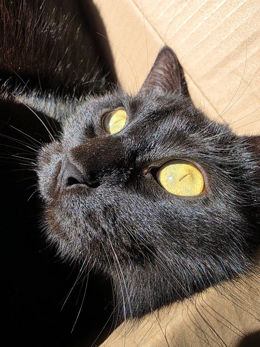 alexusfl's tweet image. Nix os saluda, mortales