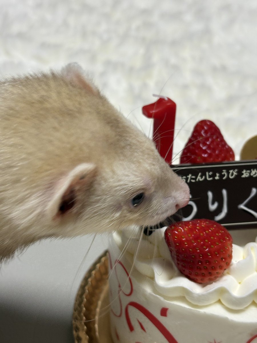 R_pikarin's tweet photo. 瓜くん
1歳になりました。

お誕生日おめでとう
生まれてきてくれてありがとうね https://t.co/hhCW0amSi5