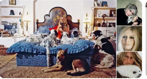 bridget_magpie's tweet image. Brigitte Bardot et sa fondation ont sauvé tant d’animaux, nos amis. Son combat restera à jamais dans nos cœurs. Nous continuerons à la soutenir pour protéger ceux qui n’ont pas de voix. 🐾 #BrigitteBardot #FondationBB #ProtectionAnimale