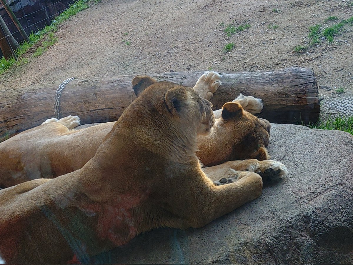 ぽぽ (@popo9603) / Posts / X