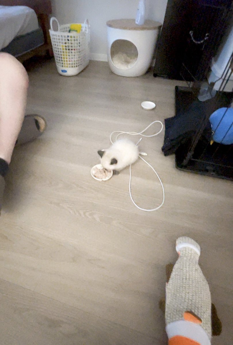 趣味吾郎 (@syumi_syatiii) / Posts / X