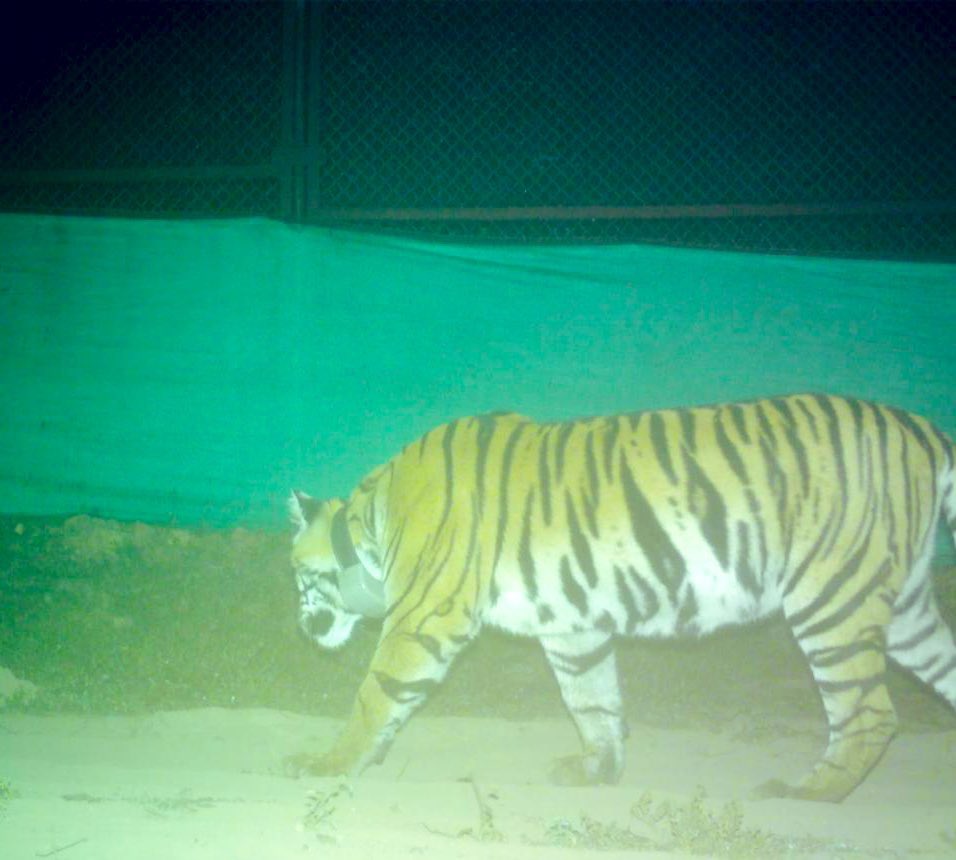 bundi_trails's tweet photo. Tigress PN 224 of @PenchMP given new number at @ramgarhtiger RVT09 hard released from Bajaliya enclosure of Ramgarh Tiger Reserve today morning at 3.35 Am @ombirlakota @byadavbjp @ntca_india @ForestRajasthan @moefcc #hadasafaris https://t.co/qIgd3WAUKZ